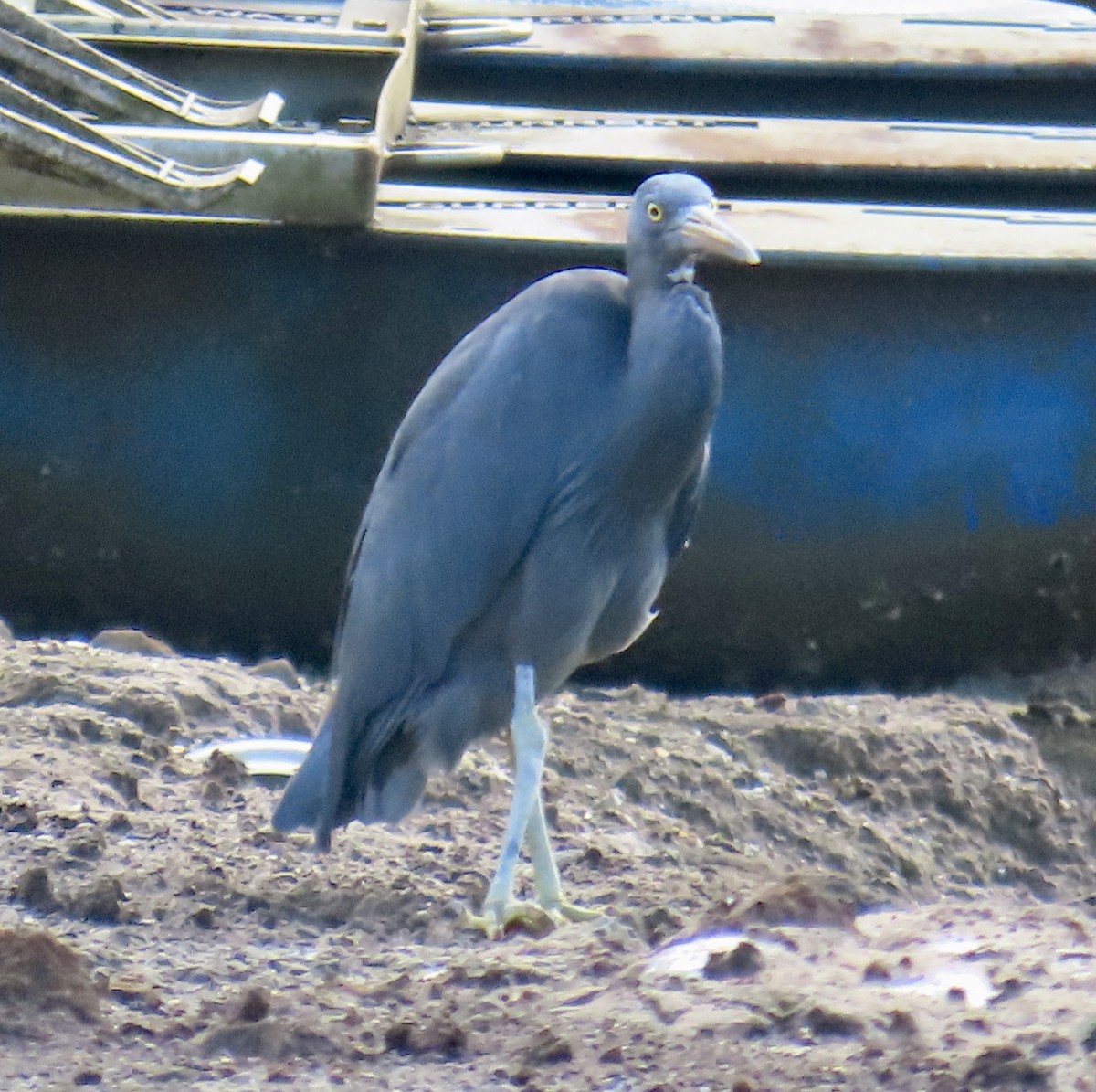 Pacific Reef-Heron - ML622326435