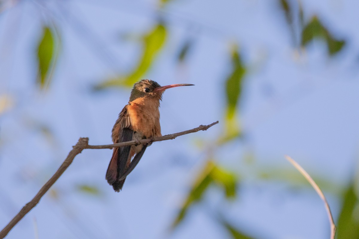 Cinnamon Hummingbird - ML622326455