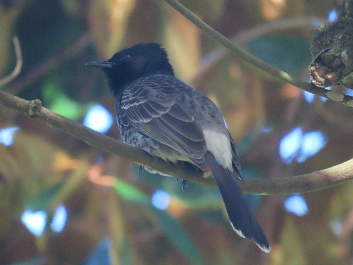 Red-vented Bulbul - ML622326462