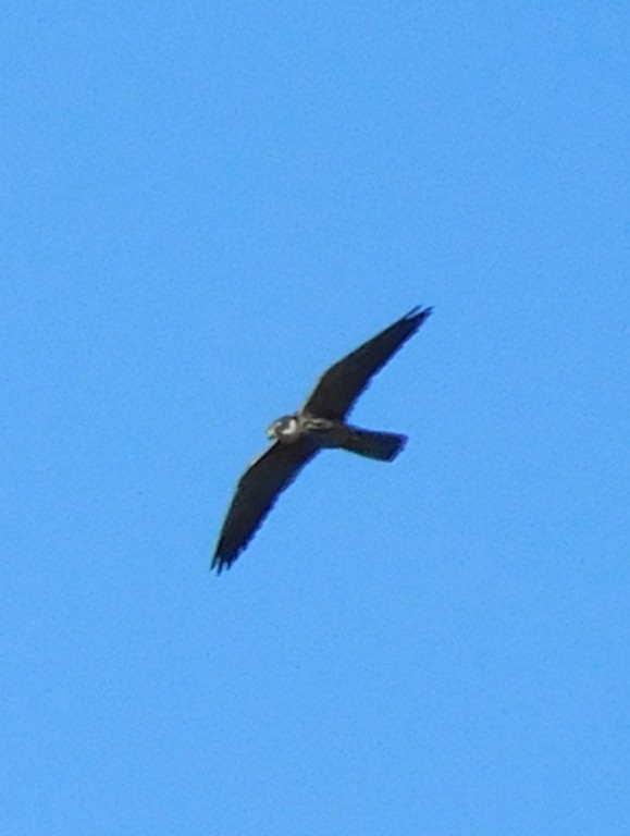 Eurasian Hobby - ML622326490