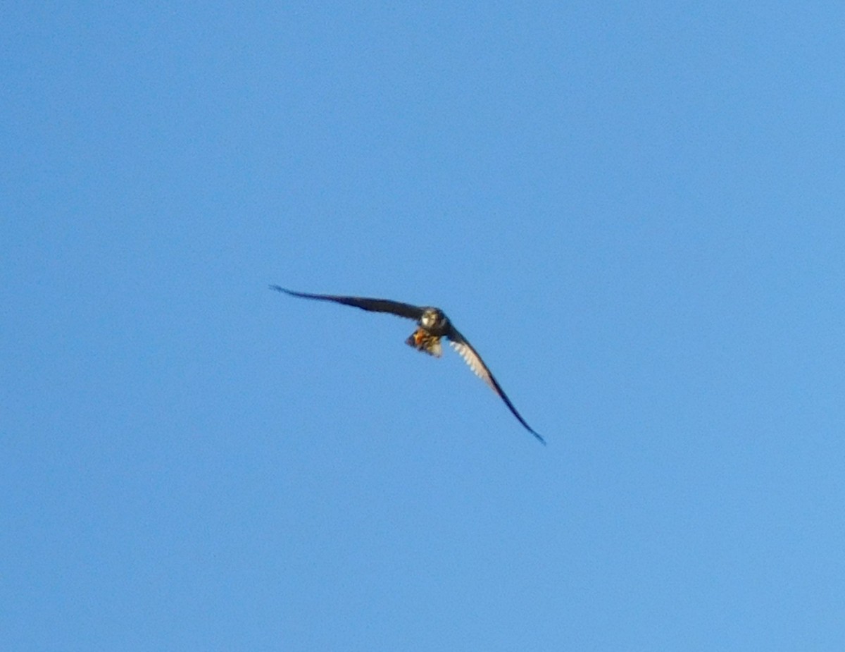 Eurasian Hobby - ML622326491