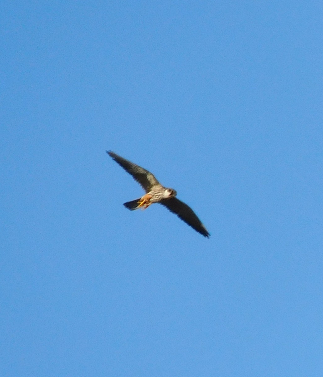 Eurasian Hobby - ML622326492