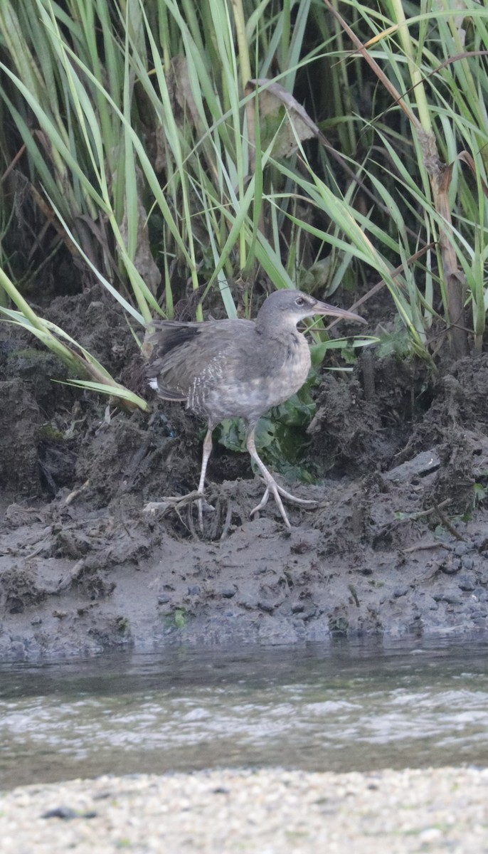 Clapper Rail - ML622326493