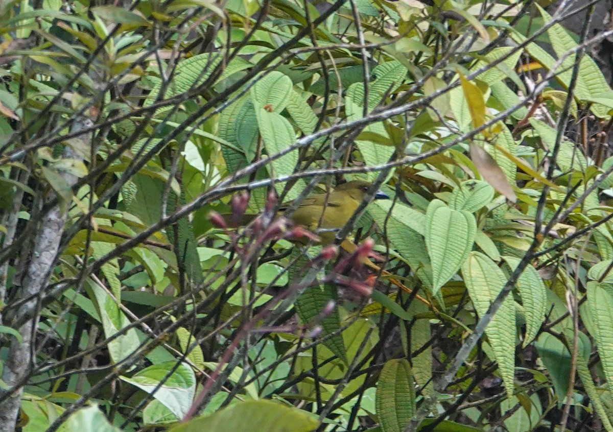 Yellow-lored Tanager - ML622326511