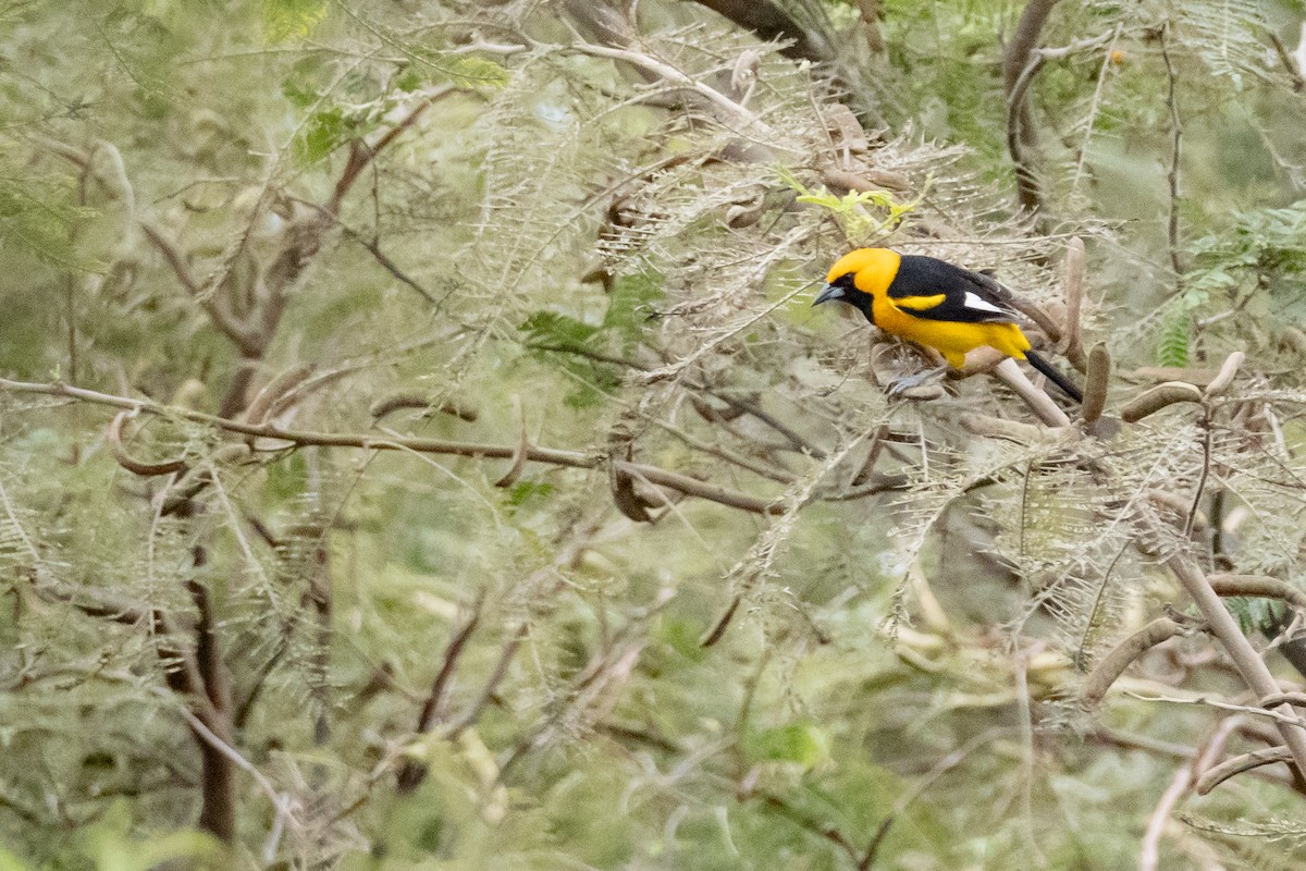 White-edged Oriole - ML622326517