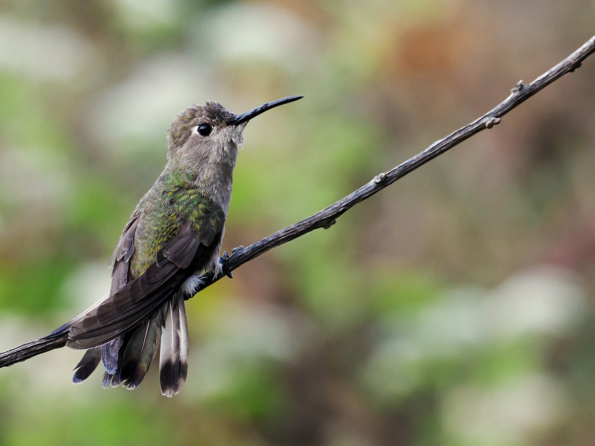 Colibrí de Tumbes - ML622326535