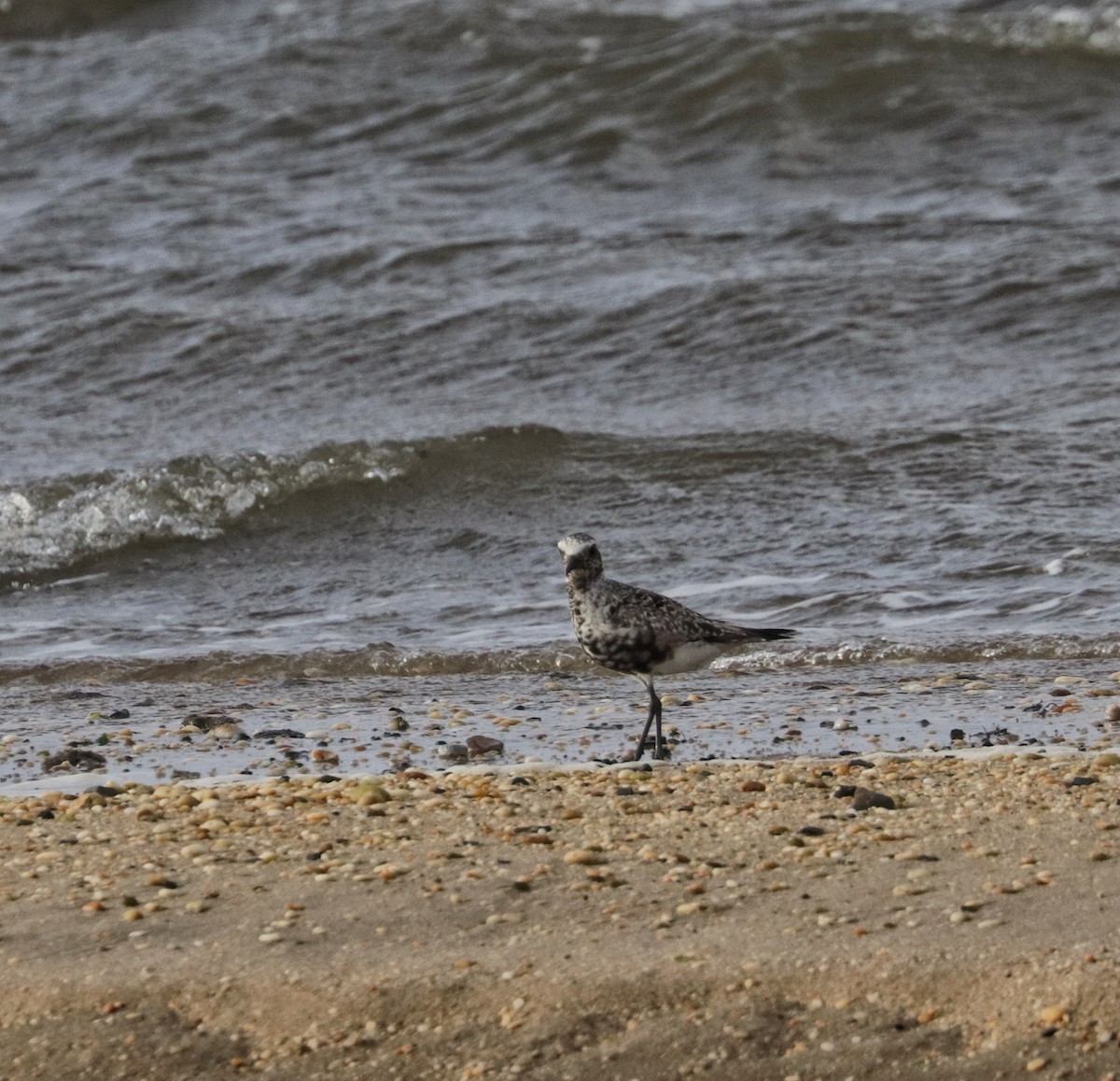 Black-bellied Plover - ML622326546