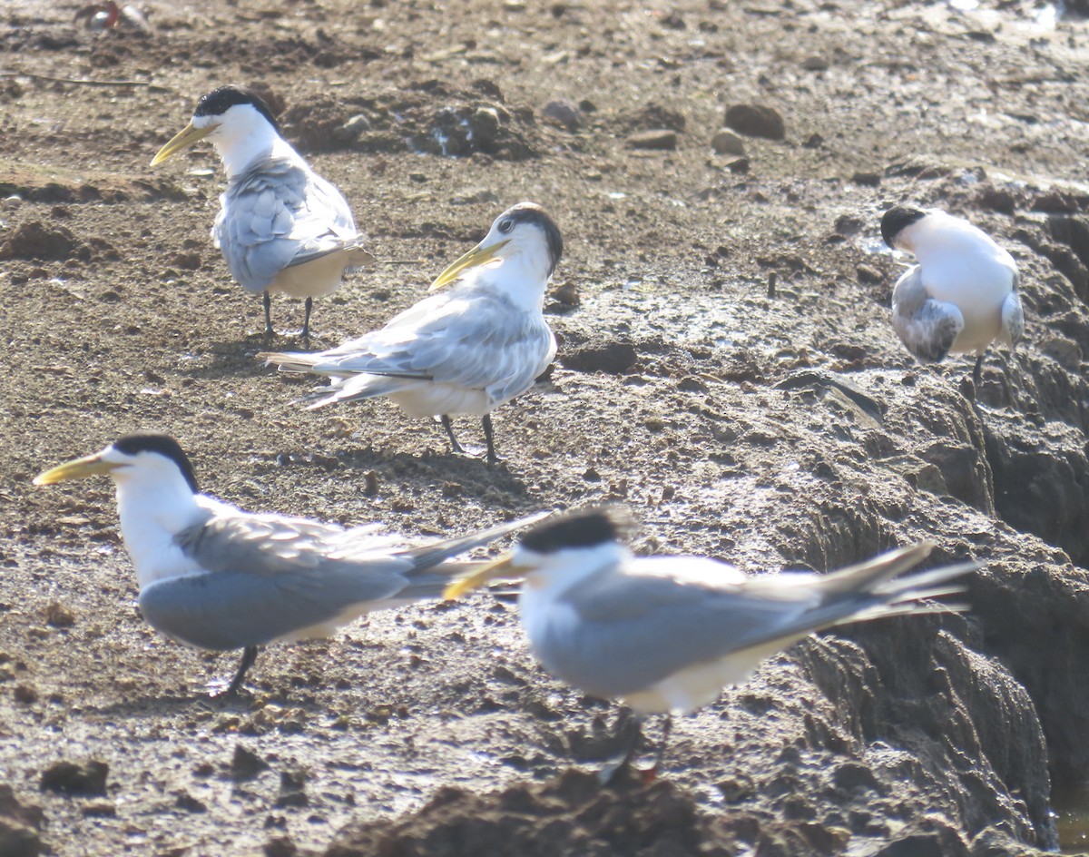 Great Crested Tern - ML622326585