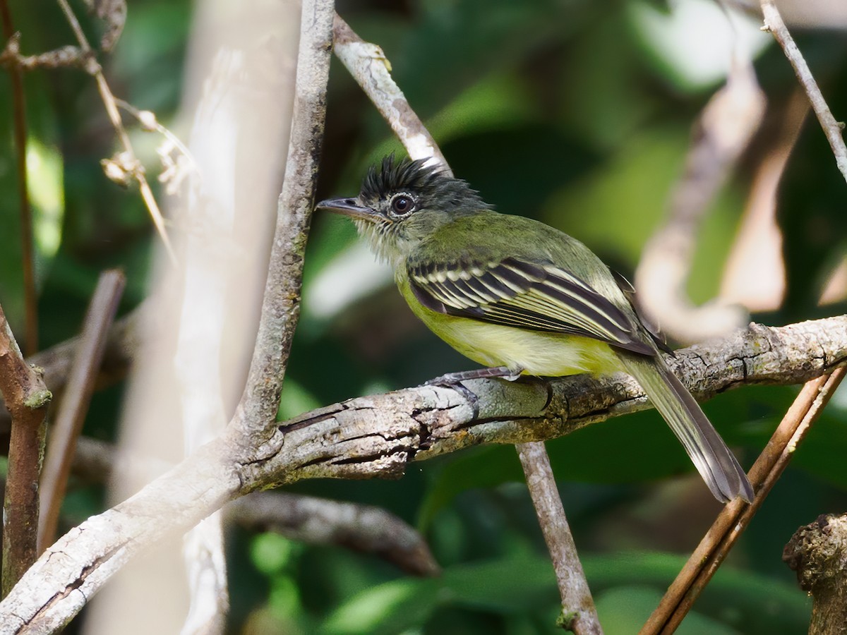 Yellow-margined Flatbill (assimilis Group) - ML622326795
