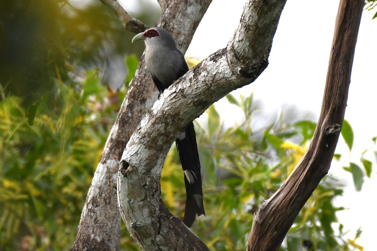 Green-billed Malkoha - ML622326903