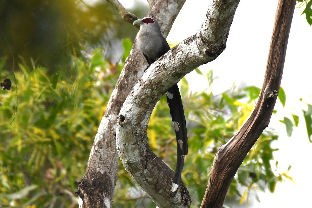 Green-billed Malkoha - David Arrow