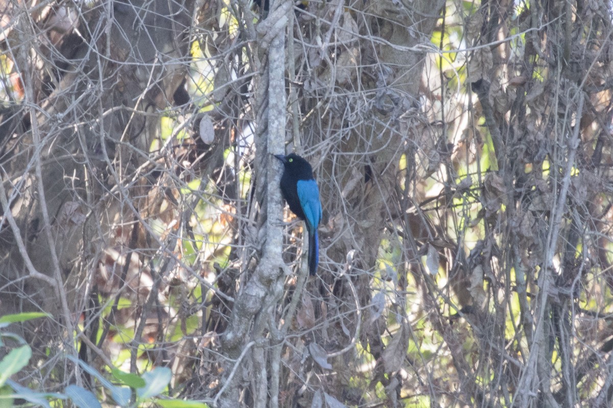 San Blas Jay - ML622326964