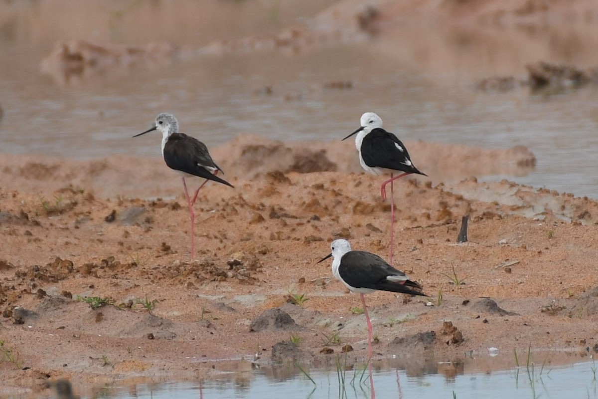 Black-winged Stilt - ML622326968