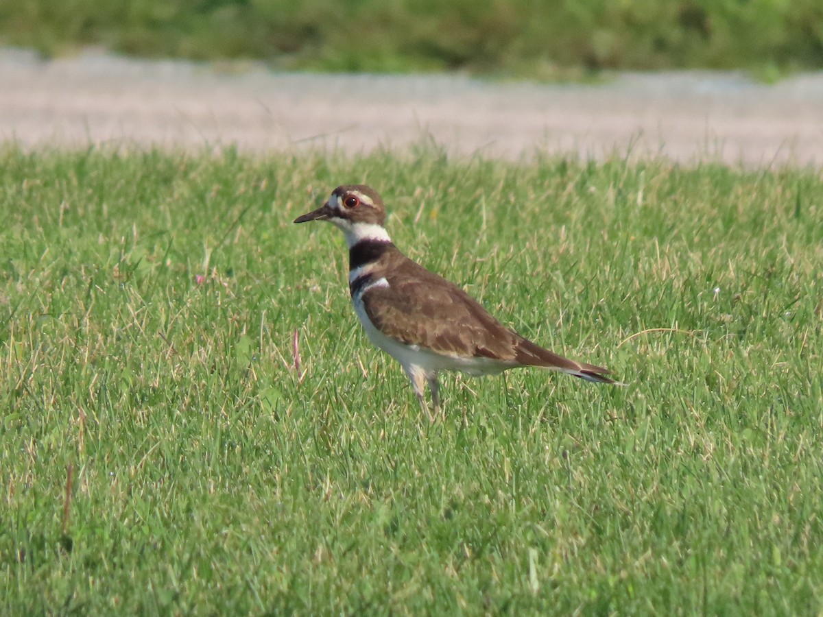 Killdeer - ML622326974