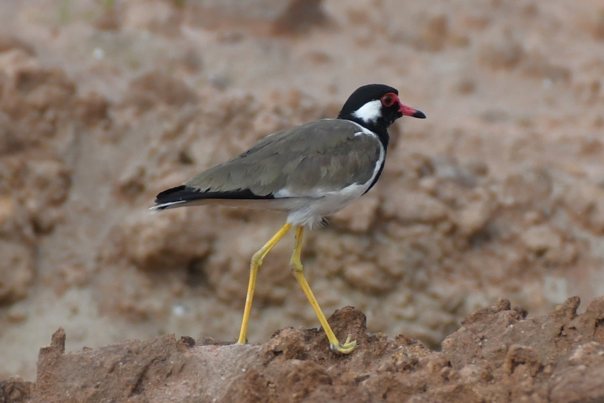 Red-wattled Lapwing - ML622326983