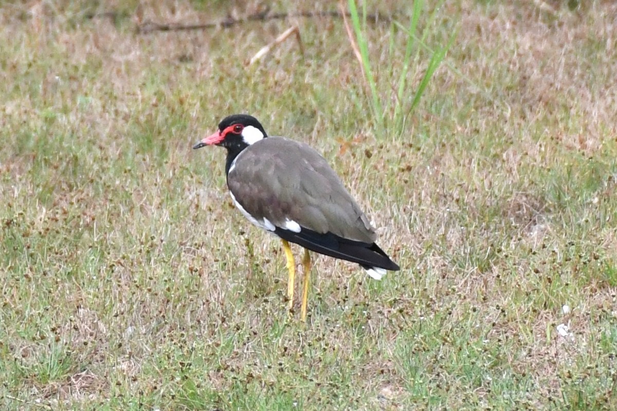 Red-wattled Lapwing - ML622326984