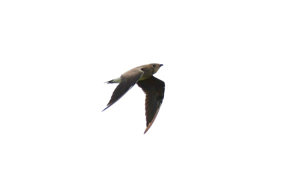 Oriental Pratincole - ML622326995