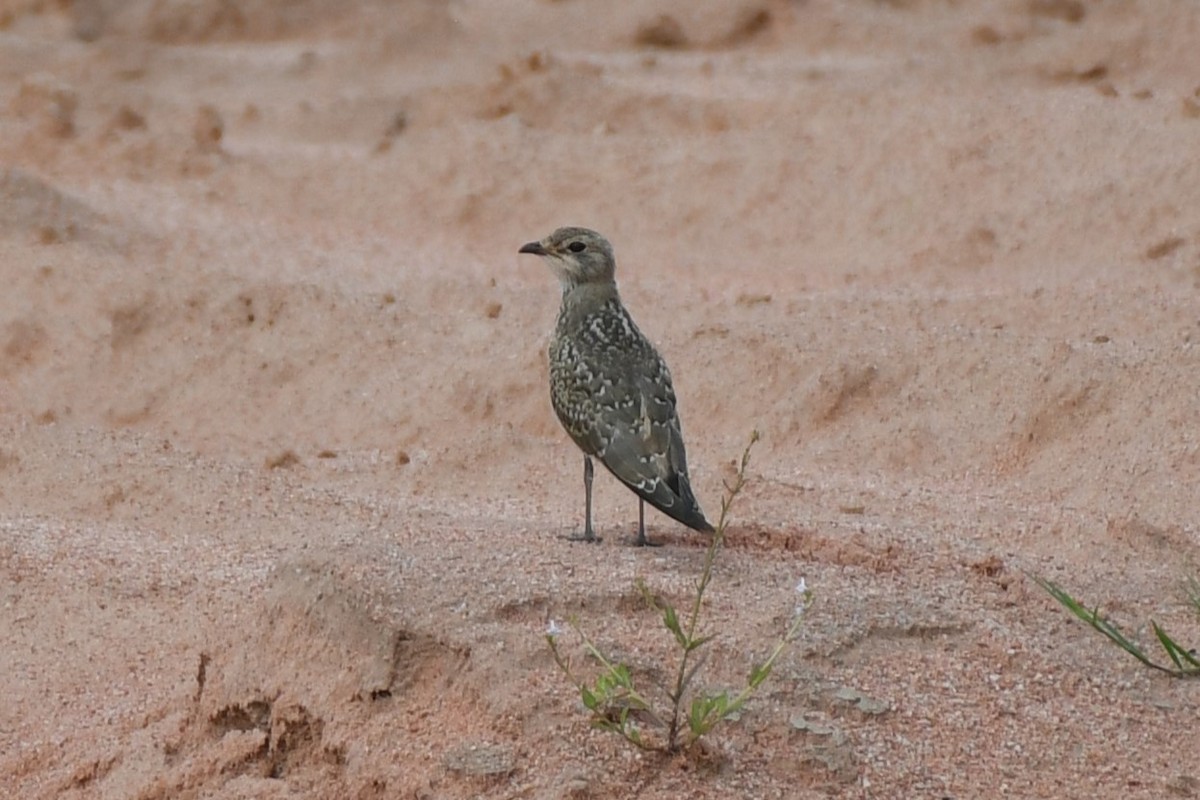 Oriental Pratincole - ML622326996