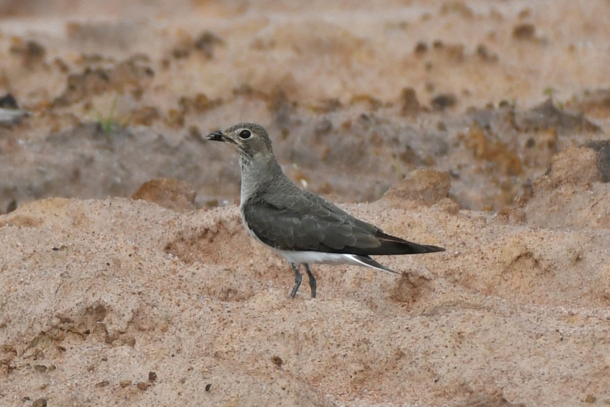 Oriental Pratincole - ML622326997