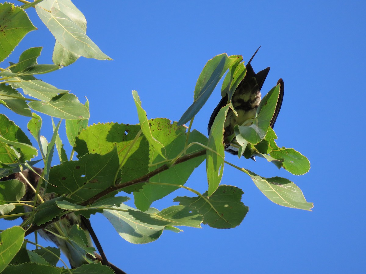 Purple Martin - ML622327011