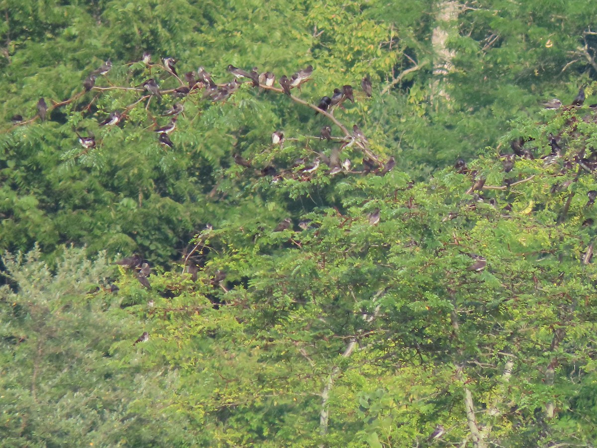 Purple Martin - ML622327018