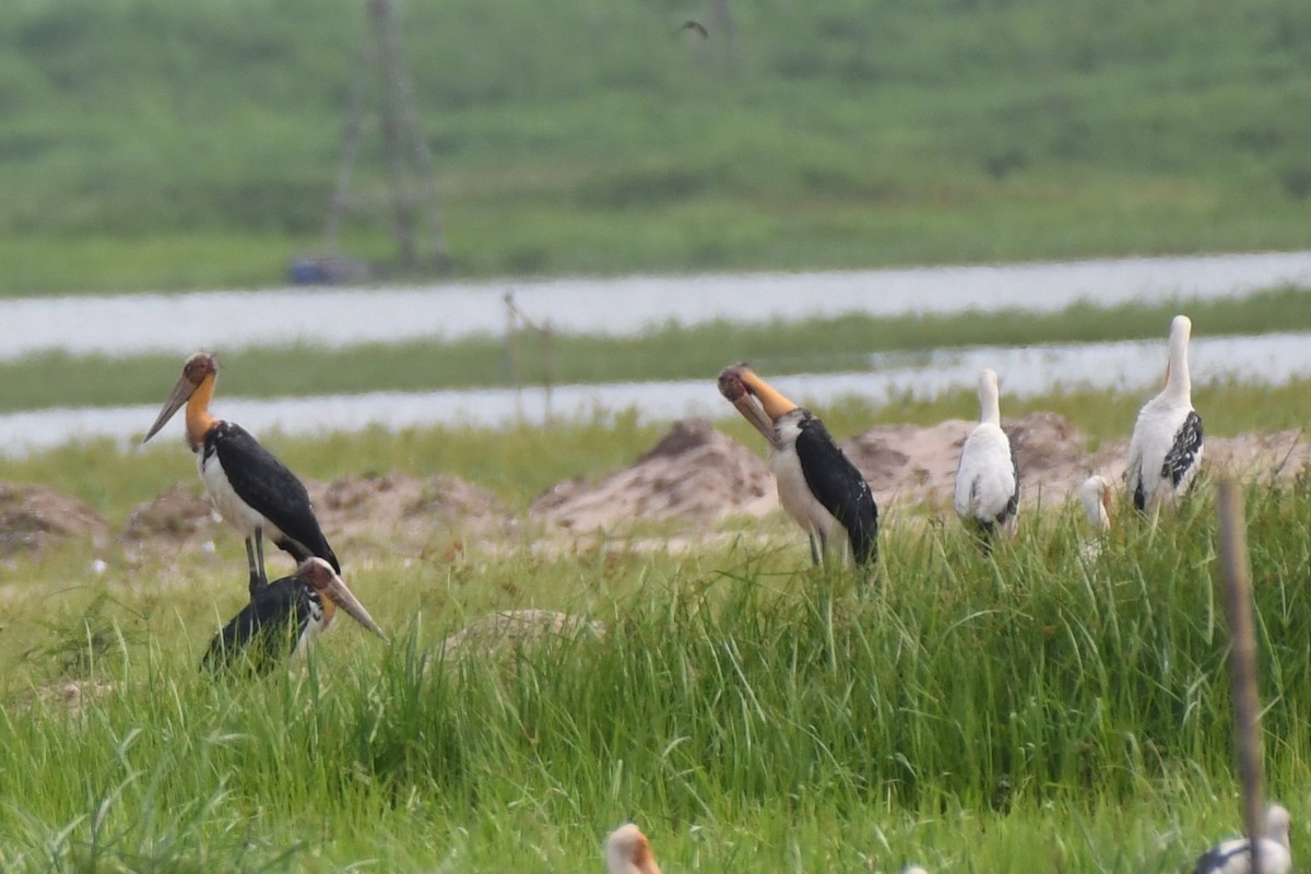 Lesser Adjutant - ML622327019