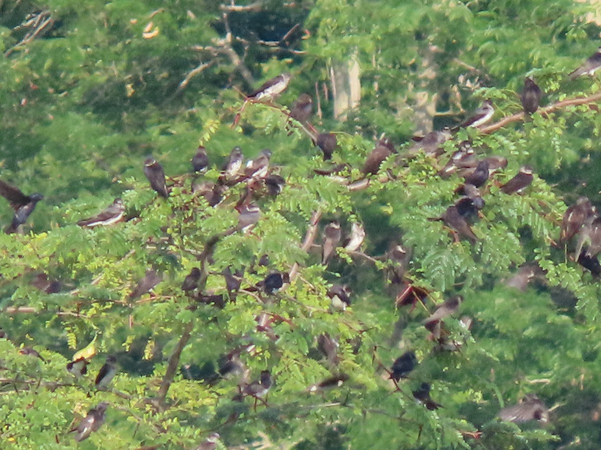 Purple Martin - ML622327022