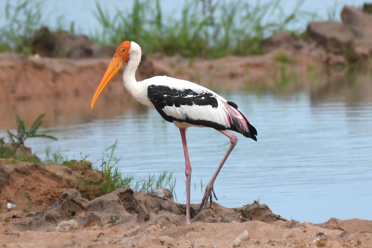 Painted Stork - ML622327028