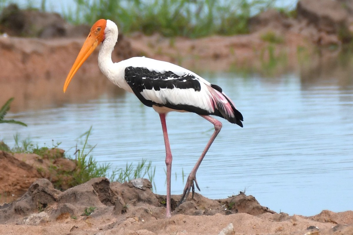 Painted Stork - ML622327032