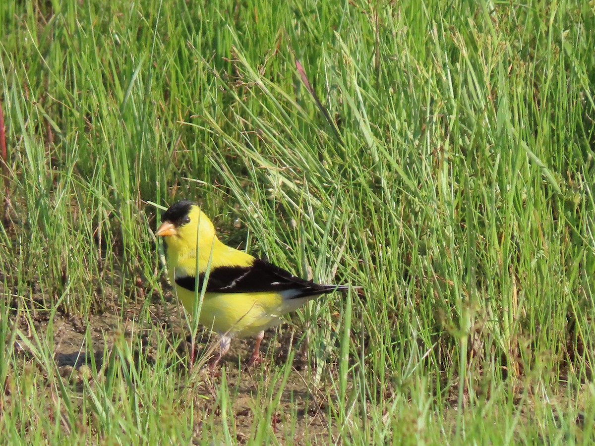 American Goldfinch - ML622327045