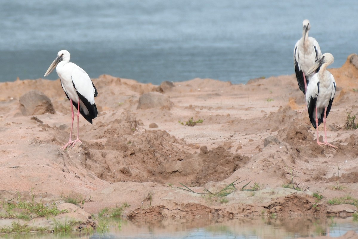 Asian Openbill - ML622327047