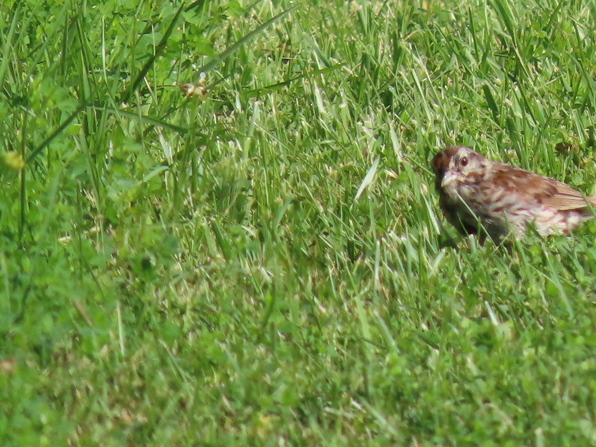 Song Sparrow - ML622327057