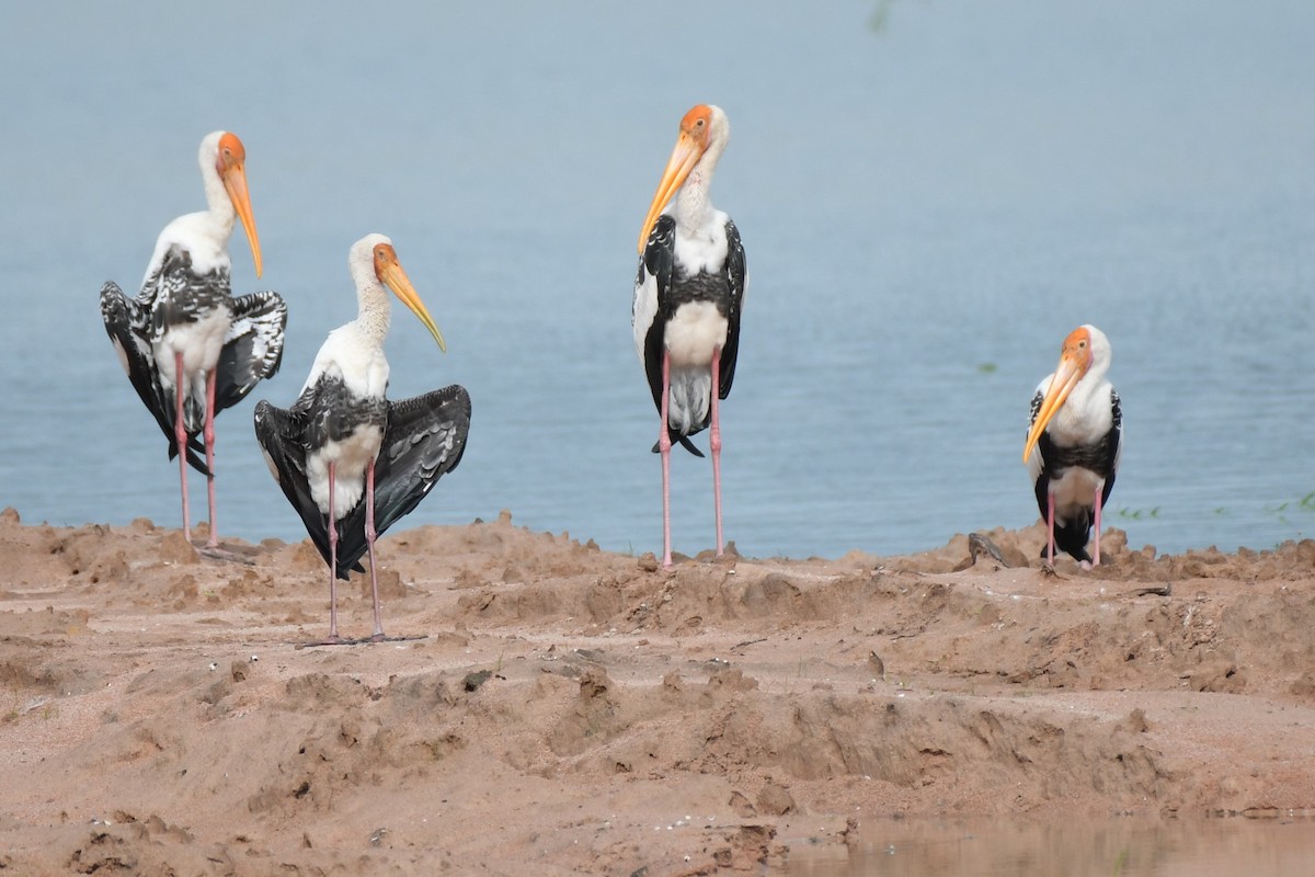 Painted Stork - ML622327069