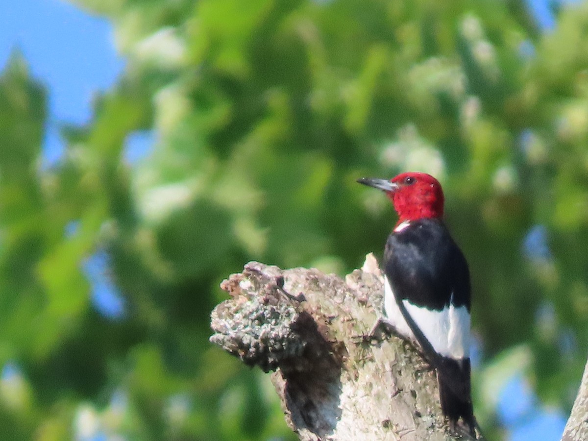 Red-headed Woodpecker - ML622327080