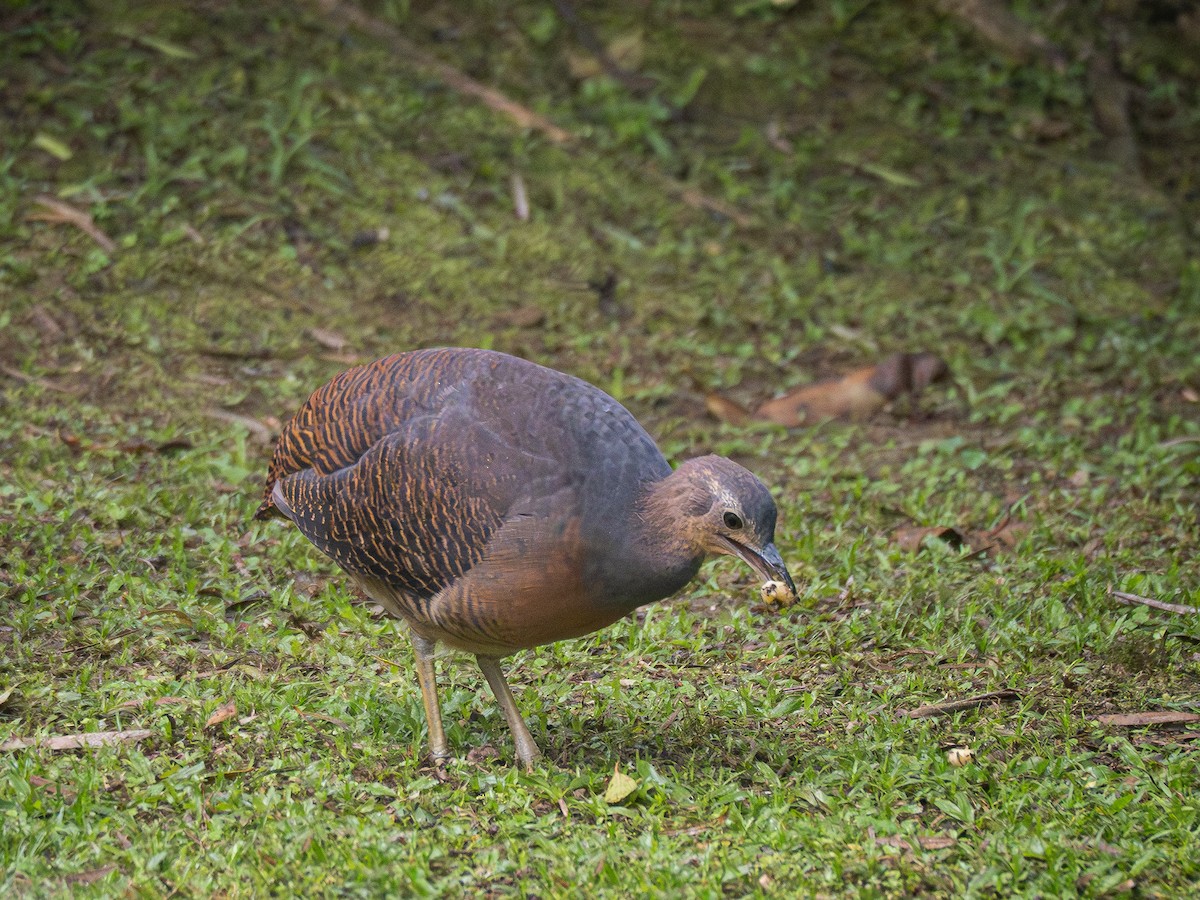 Yellow-legged Tinamou (noctivagus) - ML622327140