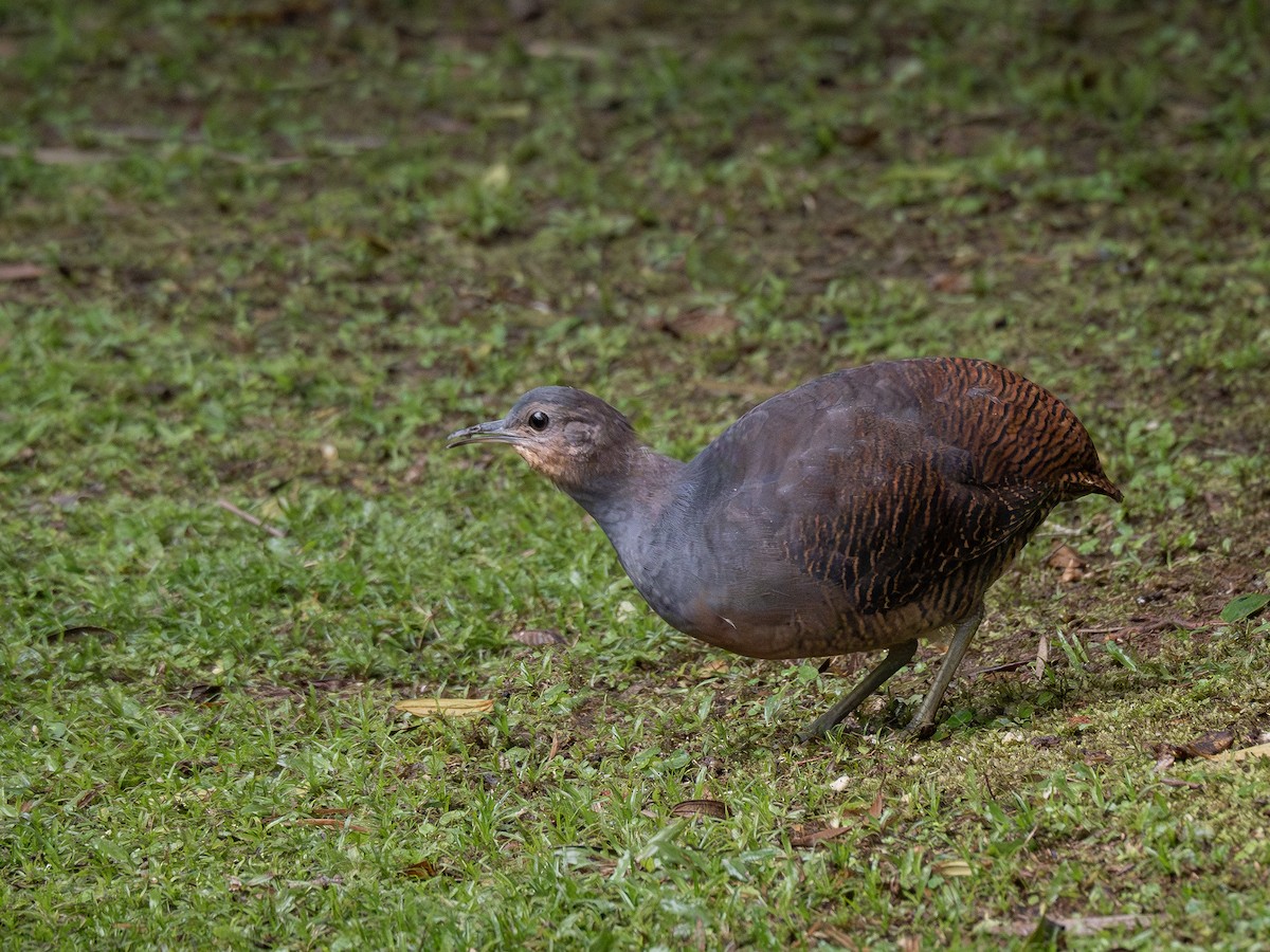 Yellow-legged Tinamou (noctivagus) - Vitor Rolf Laubé