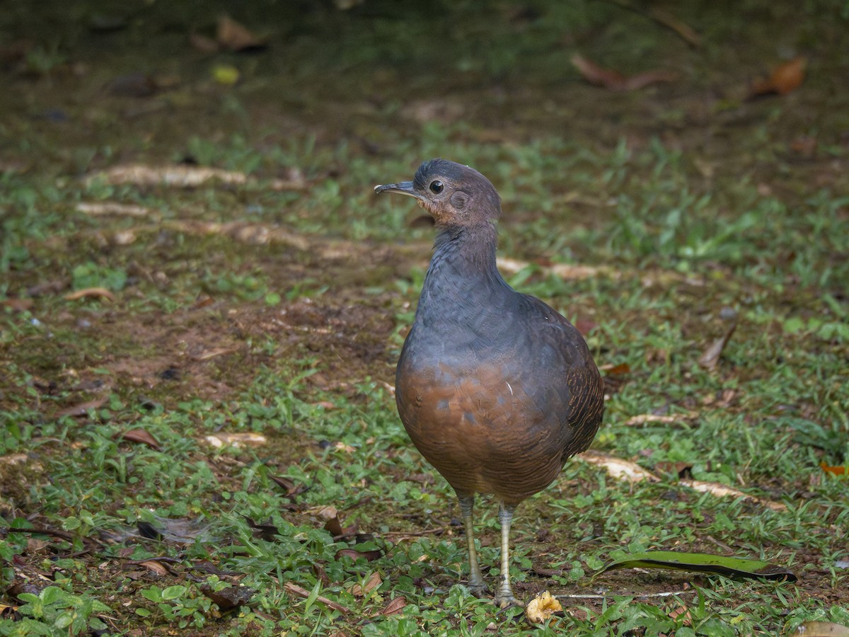 Yellow-legged Tinamou (noctivagus) - ML622327143