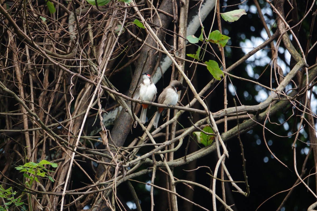 bulbul červenouchý - ML622327145