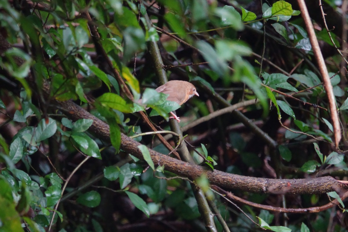 Tawny-bellied Babbler - ML622327165