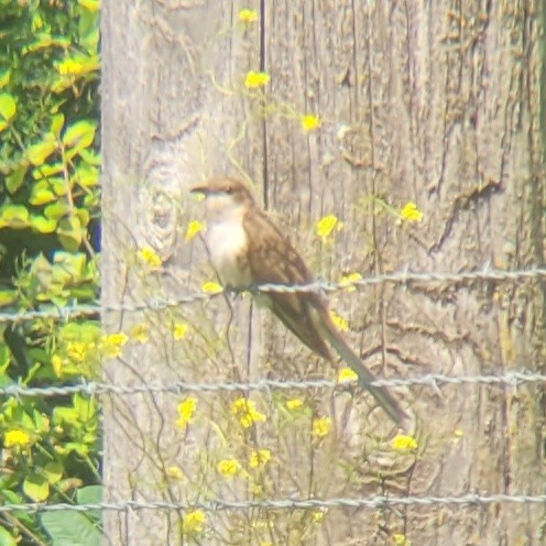 Black-billed Cuckoo - ML622327200