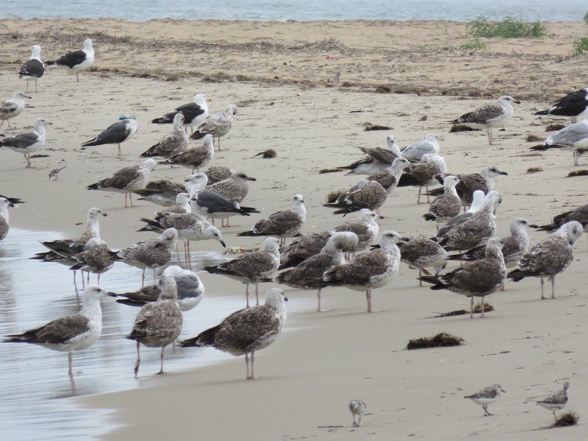 Gaviota Argéntea (americana) - ML622327207