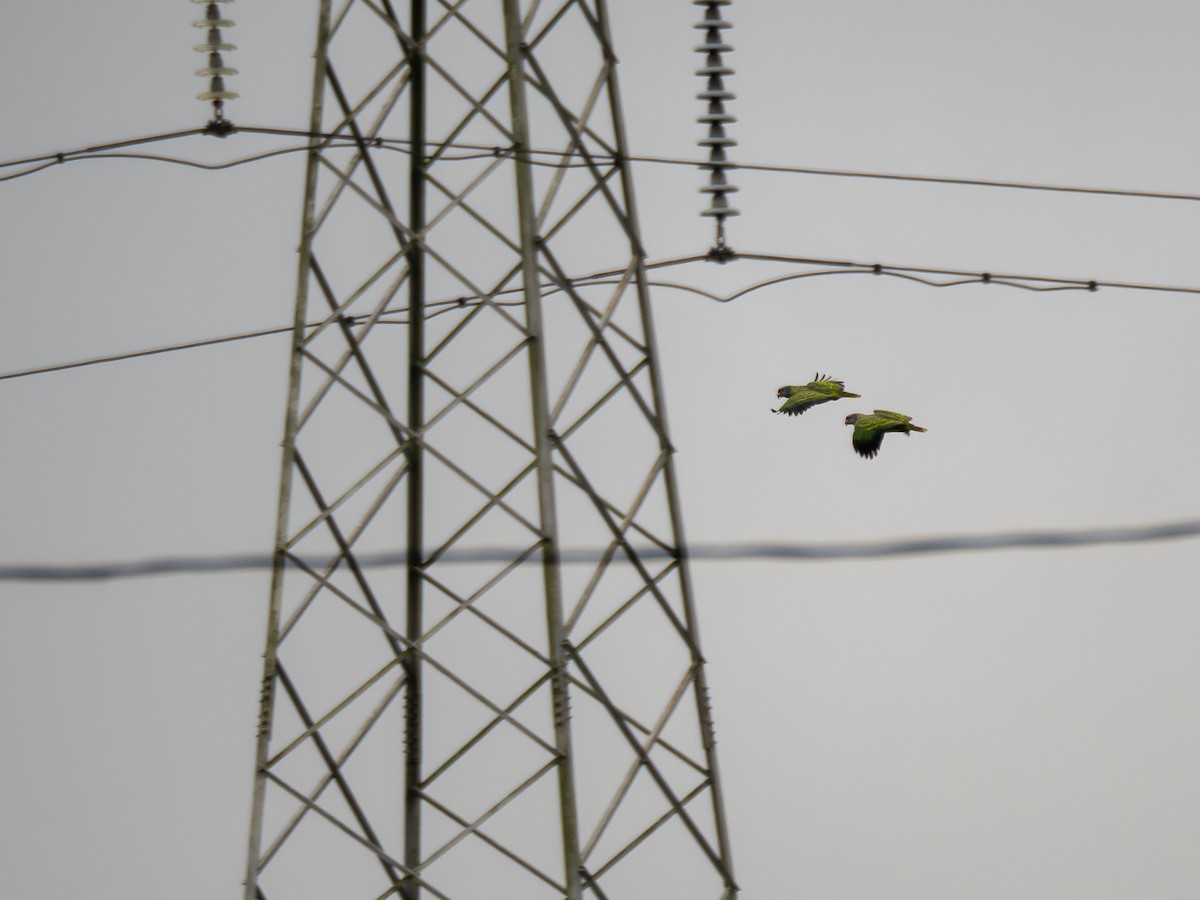 Red-tailed Parrot - ML622327208