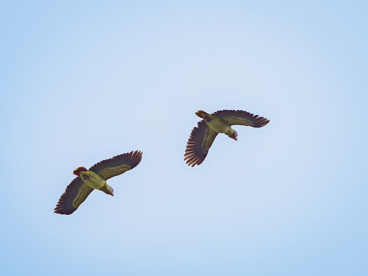 Red-tailed Parrot - ML622327209