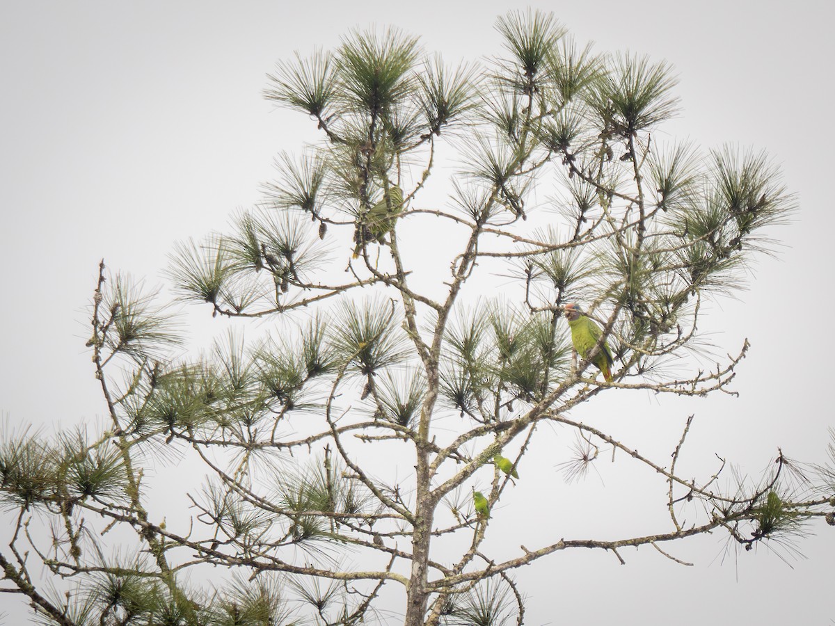 Red-tailed Parrot - ML622327210