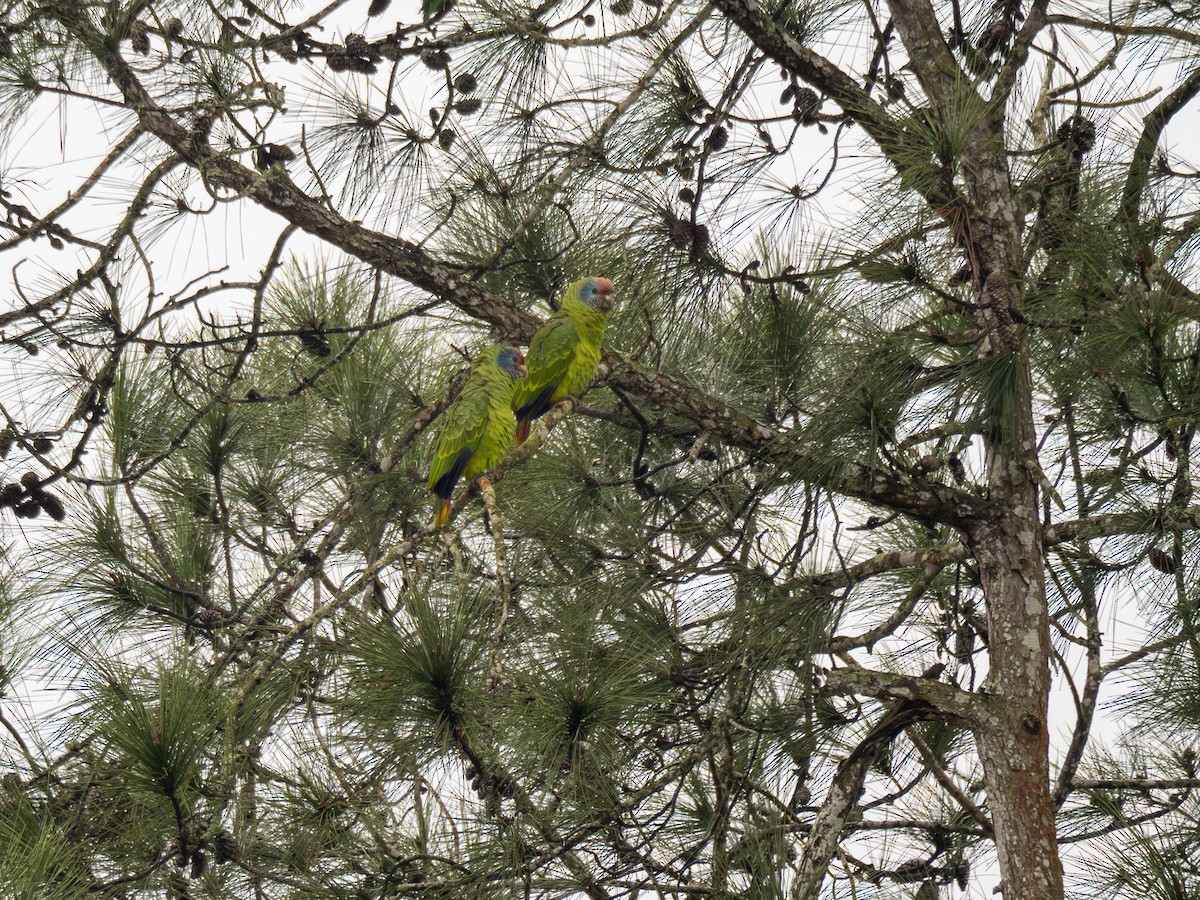 Red-tailed Parrot - ML622327211