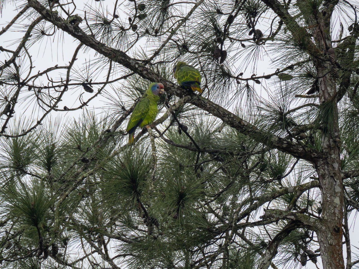 Red-tailed Parrot - ML622327212