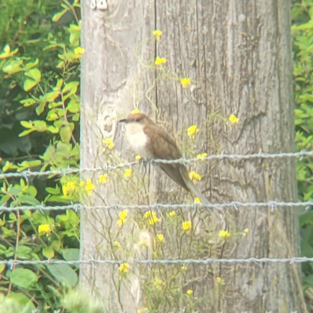 Black-billed Cuckoo - ML622327215