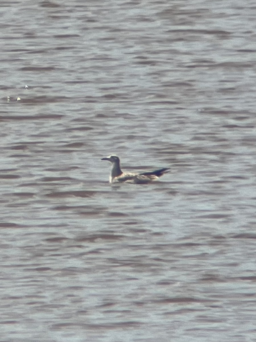 Laughing Gull - ML622327230