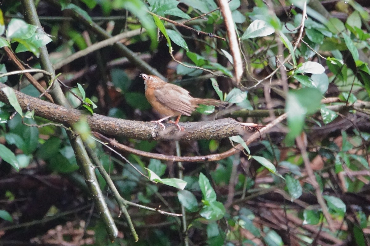 Tawny-bellied Babbler - ML622327238