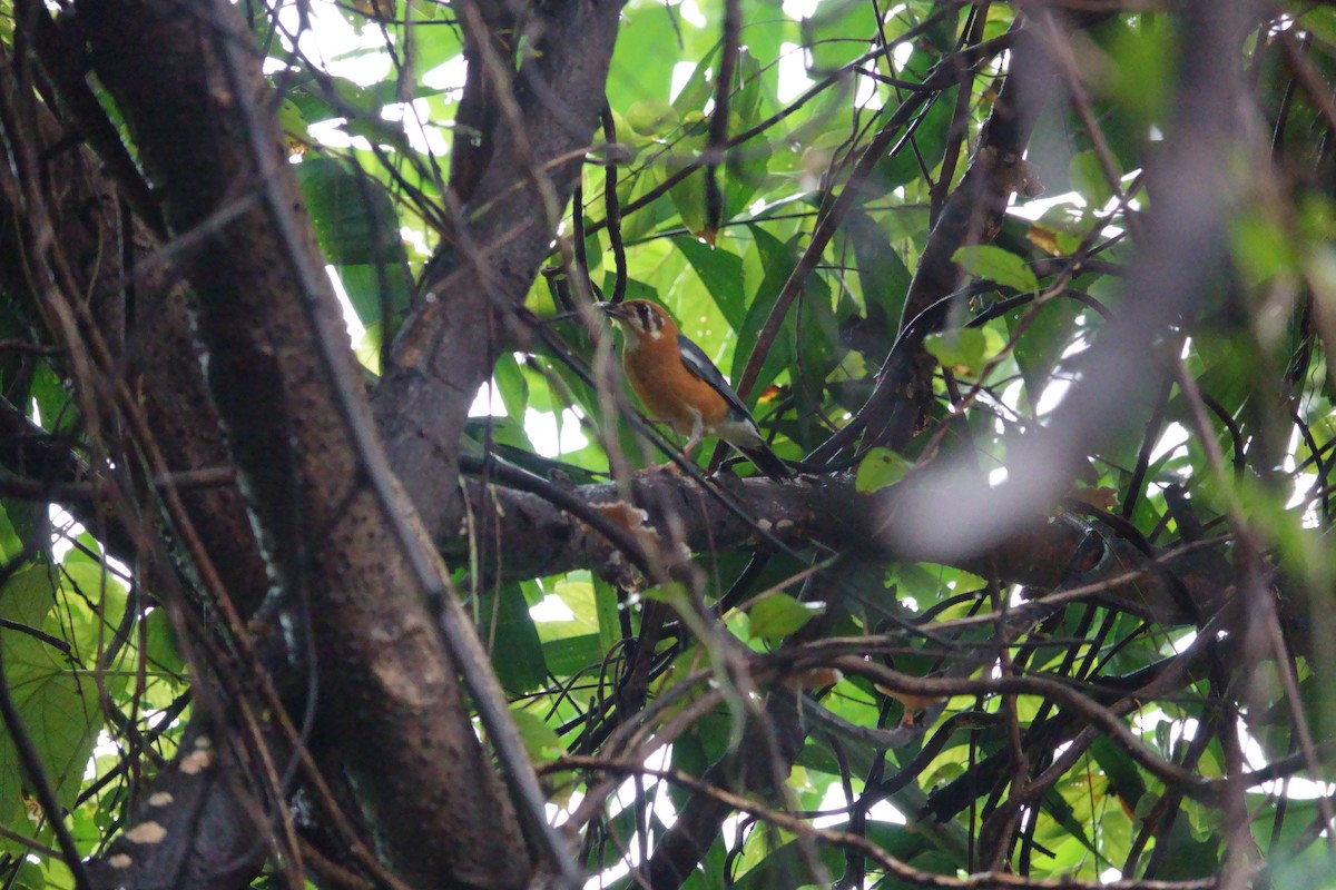 Orange-headed Thrush - ML622327241